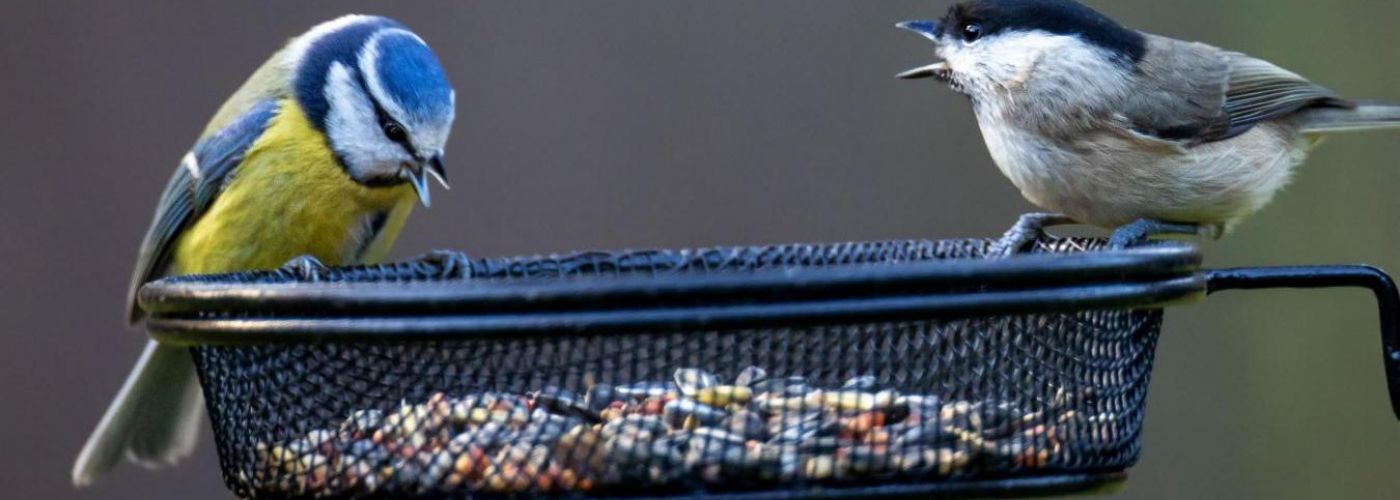      Pensez aux oiseaux!